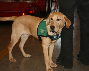 Yellow lab, Opie