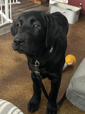 black Lab Fenrys standing in pen
