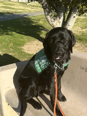 black Lab Fenrys lying on a bench