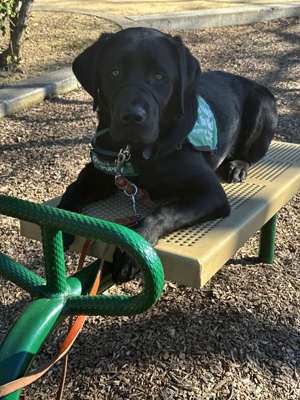 Fenrys lying on playground toy