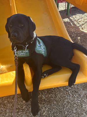 black Lab Fenrys sitting on a yellow slide