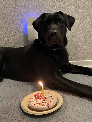 Lanza with her first year birthday treat