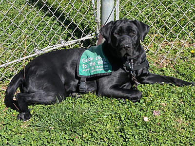 Lanza lying on green grassy field
