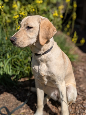 Zola sitting