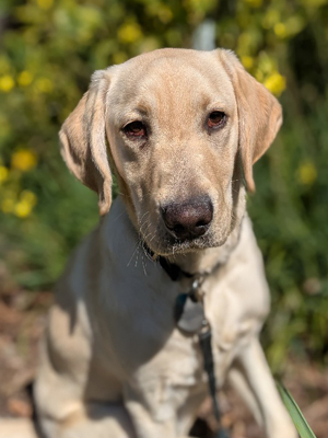 Zola sitting