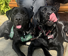 Lanza and Raya lying down and Ray with her ginormous tongue out
