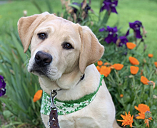Strudel sitting in front of Orange calendula and purple iris