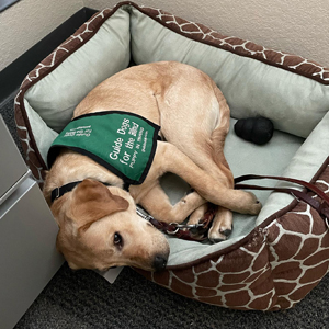 Jericho on dog bed