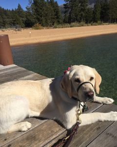 Julep laying on the dock