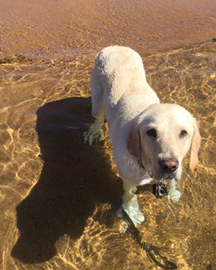 Julep in Lake Tahoe