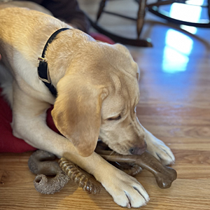 Orson chewing on his toys