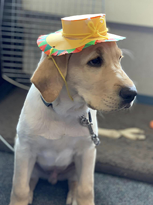 Orson in classroom wearing hat