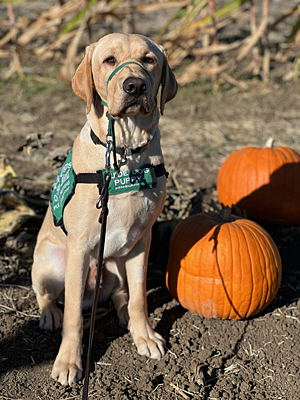Orson in pumpkin patch