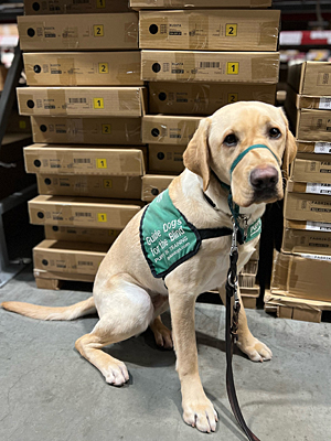 Orson at Home Depot