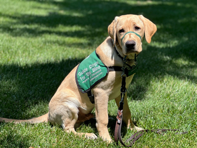 Orson in down in arboretum