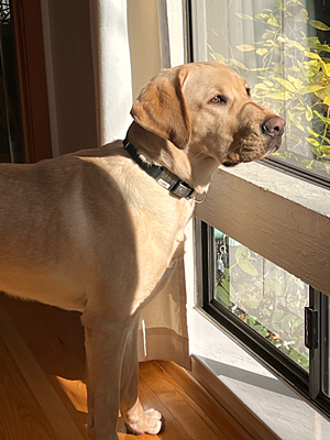 Orson looking out the window
