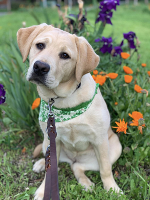 Strudel wearing St Paddy's Day scarf